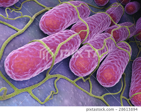 Culture of Salmonella bacteria 28613894