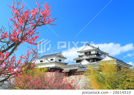 松山城堡和紅色李子在早期的春天 28614810