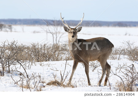 Ezo deer in midwinter (male) Ezo deer in midwinter (male) 28614904