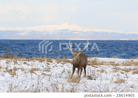 Ezo deer (male) on the Noshi peninsula standing back from Kunashirijima Ezo deer (male) on the Noshi peninsula standing back from Kunashirijima 28614905
