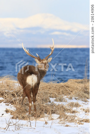 Ezo deer (male) on the Noshi peninsula standing back from Kunashirijima 28614906