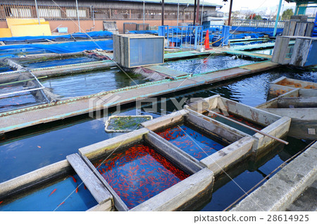 Yamatokoriyama gold fish culture pond Yamatokoriyama gold fish culture pond 28614925