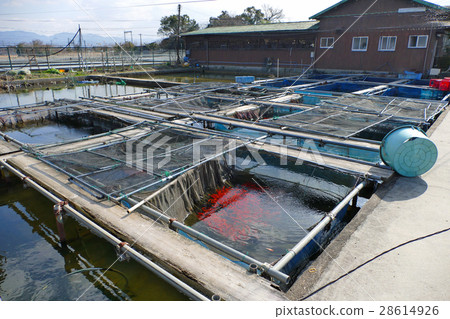 Yamatokoriyama gold fish culture pond Yamatokoriyama gold fish culture pond 28614926