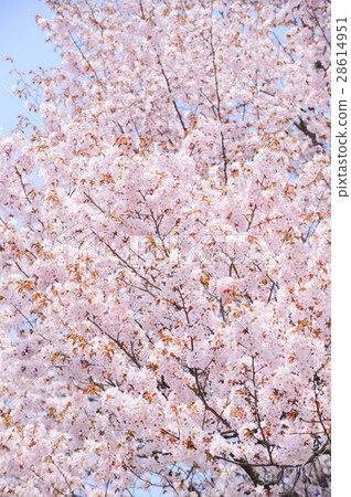 櫻花（整體） 28614951