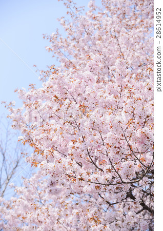 櫻花（空背） 28614952