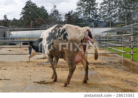 Birth cattle birth 28615081