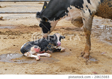 Birth cattle birth 28615083