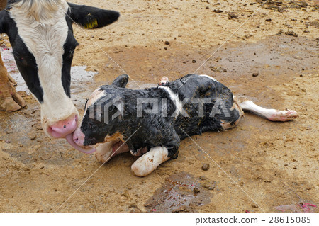 生牛出生 生牛出生 28615085