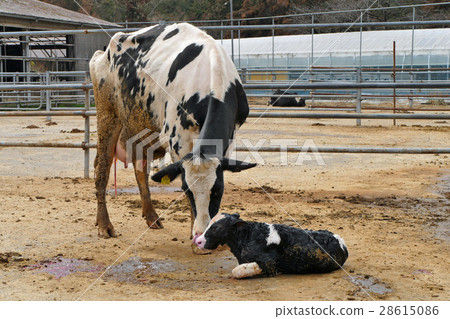 生牛出生 28615086