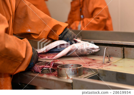salnmon fishing season, fishing processing plant 28619934