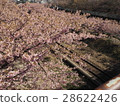 Kawazu cherry tree near Miura coastal station 28622426