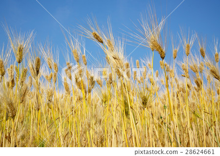 Omihachiman的行大麥 Omihachiman的行大麥 28624661