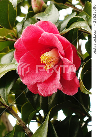 Beautiful camellia Beautiful camellia 28625590