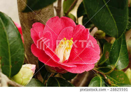 Beautiful camellia Beautiful camellia 28625591