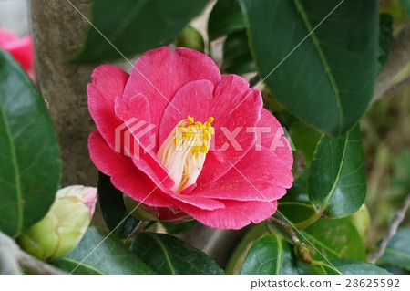 Beautiful camellia Beautiful camellia 28625592