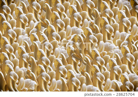 White mushroom White mushroom 28625704
