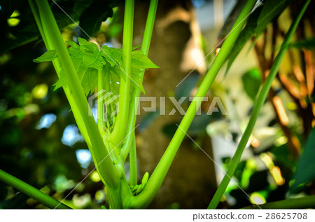 Top papya tree Top papya tree 28625708