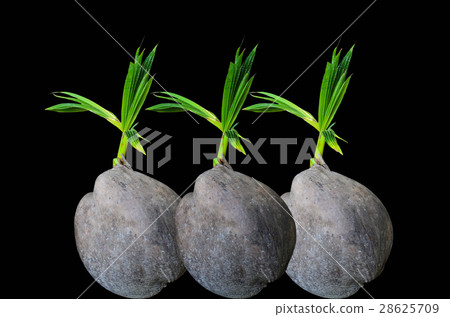 Coconut sprout Coconut sprout 28625709