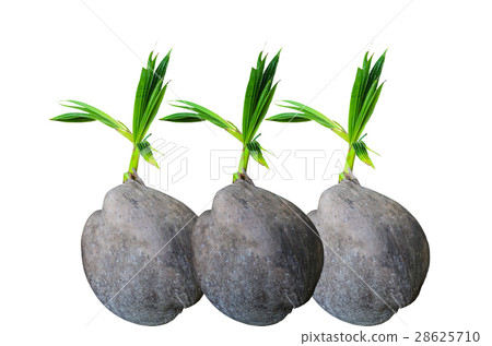 Coconut sprout Coconut sprout 28625710