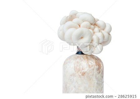 Oyster mushroom. Angel mushroom.Volvariell 28625915