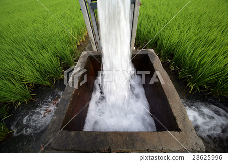 Irrigated rice fields 28625996