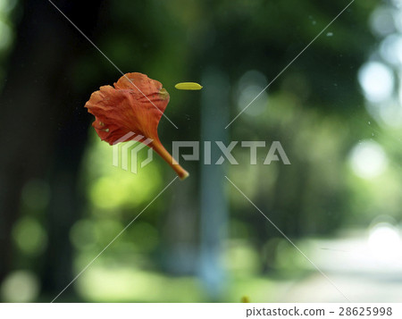 漂浮的花瓣 28625998