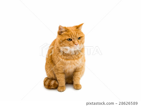 ginger cat isolated ginger cat isolated 28626589