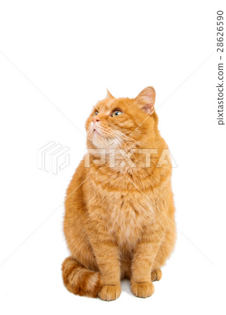 ginger cat isolated ginger cat isolated 28626590