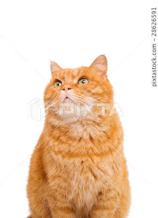 ginger cat isolated ginger cat isolated 28626591