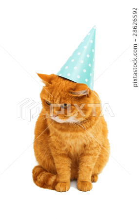 ginger cat isolated 28626592
