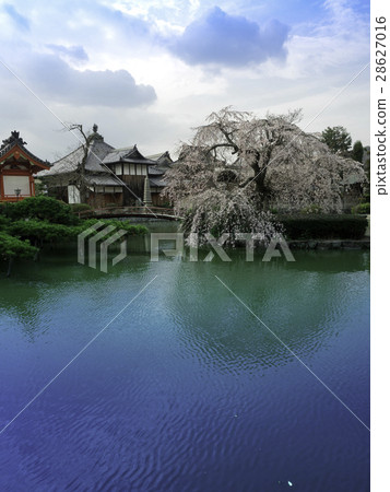 Weeping cherry tree Weeping cherry tree 28627016
