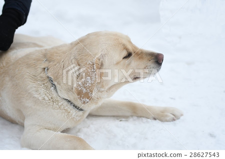 Dog breed Labrador 28627543