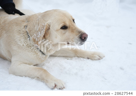 Dog breed Labrador 28627544
