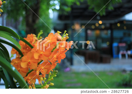 Yellow orchid grow beside the big tree 28627726