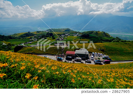 六十石山金針花季 六十石山金針花季 28627905