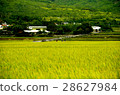Taitung Bolang Avenue Rice Field 28627984