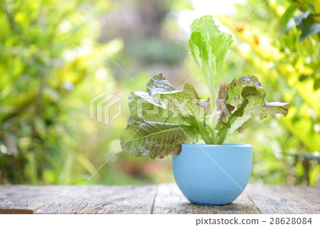 Red oak lettuce in vintage blue pot at outdoor Red oak lettuce in vintage blue pot at outdoor 28628084