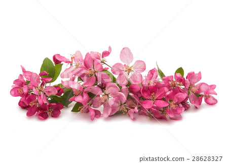 pink flowers on an apple-tree pink flowers on an apple-tree 28628327