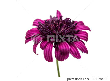 Osteosperumum Flower Daisy Isolated 28628435