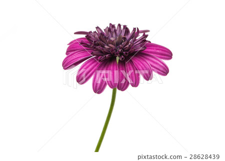 Osteosperumum Flower Daisy Isolated 28628439