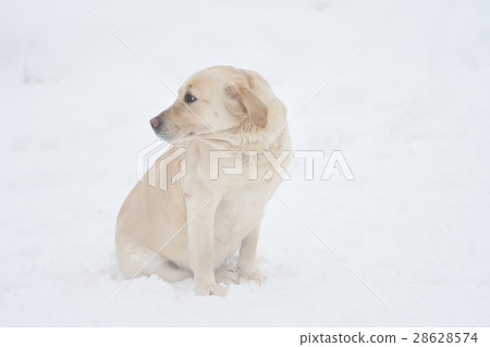 Dog breed Labrador Dog breed Labrador 28628574