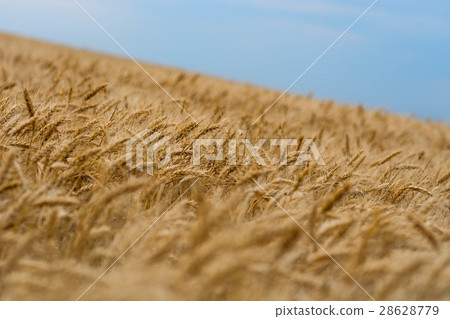 Field of wheat Field of wheat 28628779