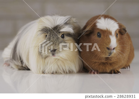 Guinea pigs breed Golden American Crested and Guinea pigs breed Golden American Crested and 28628931