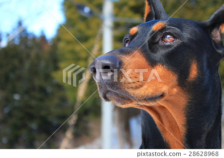 毛孩 狗 狗狗 28628968