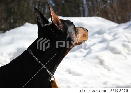 winter, dog, dogs 28628976