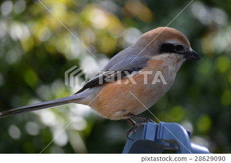 Hyengo Hyengo 28629090