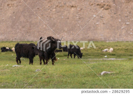 Wildlife Yak in field Wildlife Yak in field 28629295