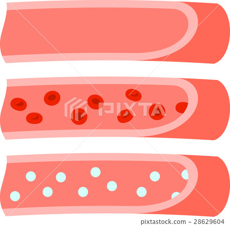 Section of blood vessel and image of erythrocyte 28629604