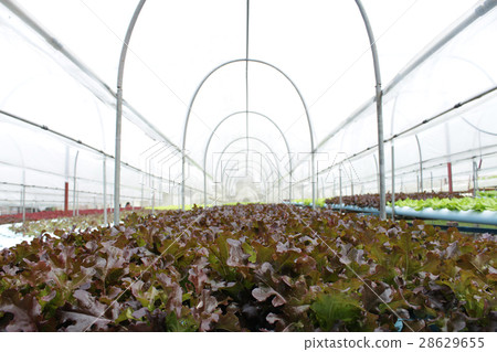 Fresh butterhead salad lettuce 28629655