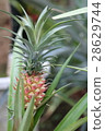 Pineapple stocks and fruits 28629744